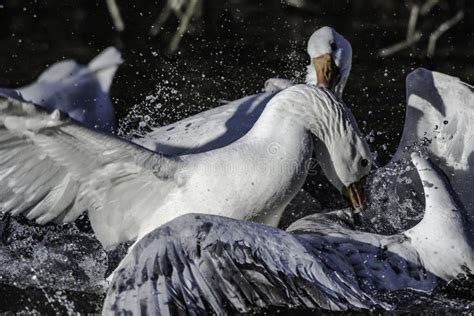 Male Gooses Fighting For Territory During Breeding Season Stock Image