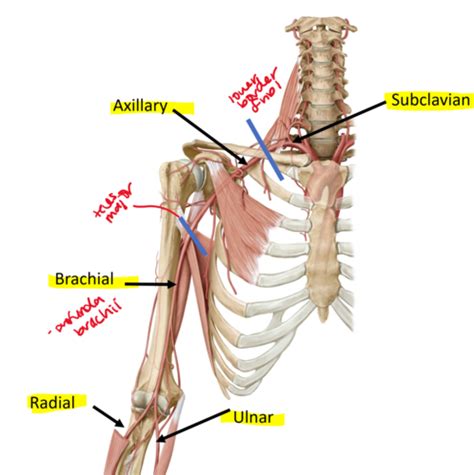 Lecture 8 Brachial Plexus Flashcards Quizlet