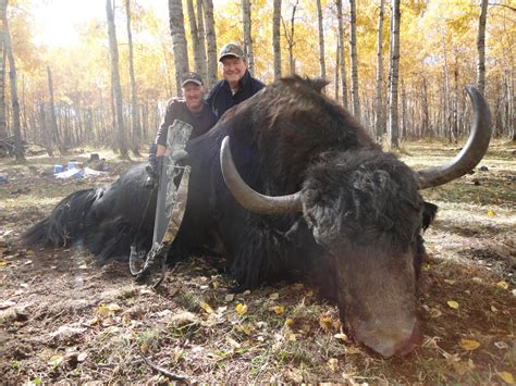 Tibetan Yak - Badly Scattered Buffalo Co.