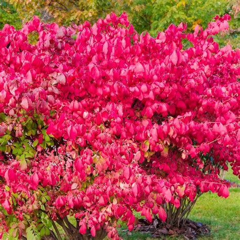 Euonymus Alatus Blade Runner 75l Coolings Garden Centre