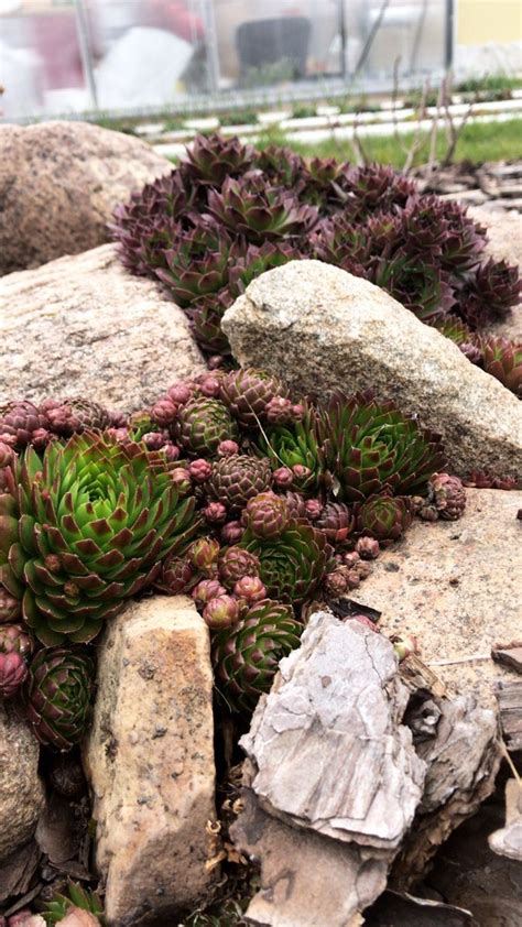 Succulent Rock Garden Rock Garden Plants Succulent Landscaping Rock