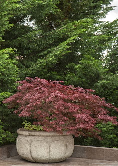Dwarf Japanese Maple Tree Green