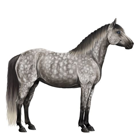 Dapple grey horse by Howrseprofile on DeviantArt