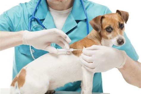 Veterinary Injection Third Party Manufacturing Service In Ambala A D