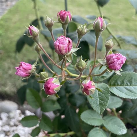 rosal injertado  rosal de raiz propia colecciona rosas
