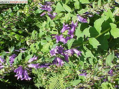 Campanula Latifolia Macrantha