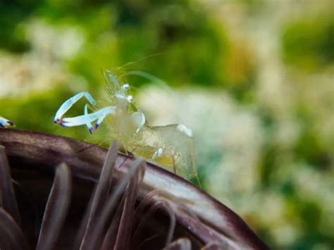 Pregnant Ghost Shrimp A Guide To Breeding And Care Aquariumpub