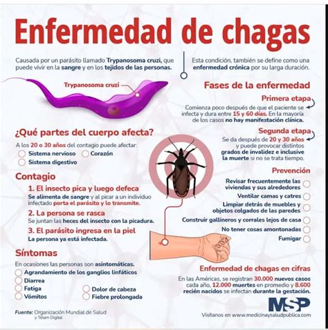 Enfermedad De Chagas Causas Síntomas Y Tratamiento En Pocas Palabras