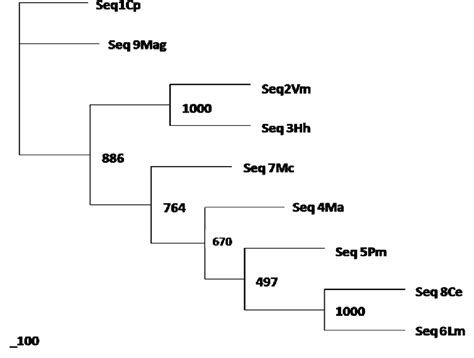 A Molecular Phylogenetic Tree Based On Partial Nucleotide Sequences Of