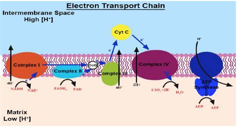 45 cellular respiration electron transport chain diagram - Wiring ...