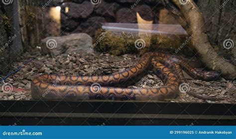 Snake In Aquarium Tank Stock Image Image Of Reptile 299196025