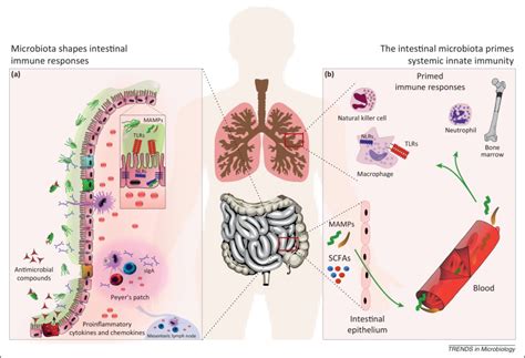 The Intestinal Microbiota And Host Immune Interactions In The