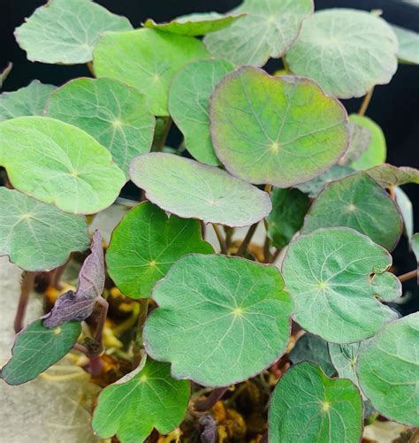 The robust punch of the... - It's Pure Production | Facebook