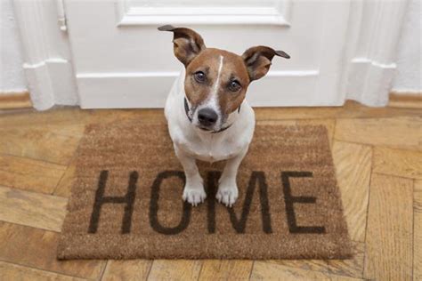 Foto Perro Encima De Una Alfombra 232205 Habitissimo