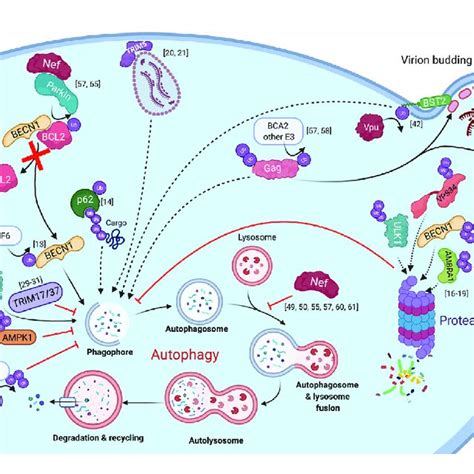 The Intersections Between Hiv Infection And Autophagy Mediated By