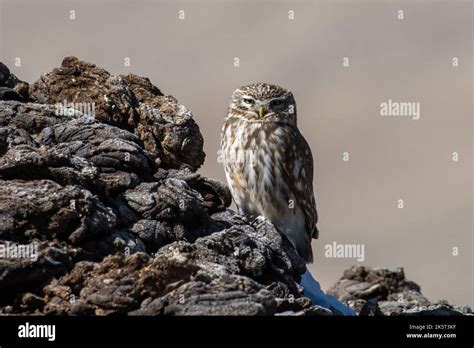 The Little Owl Photographed Near Gurudongmar Lake In Sikkim India
