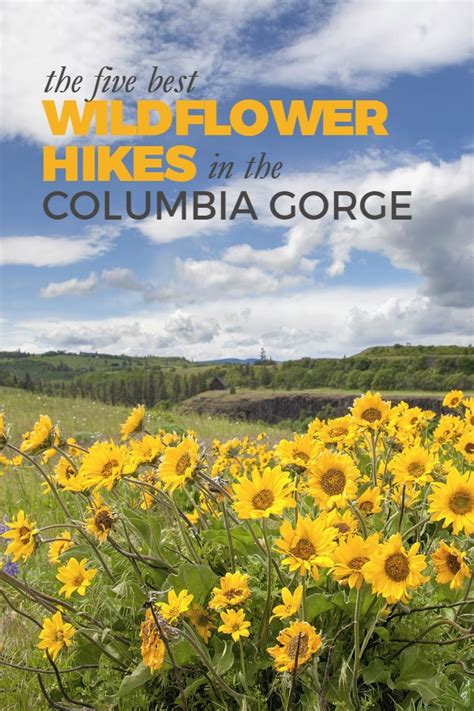 The Best Wildflower Hikes In The Columbia Gorge Frugal Living NW