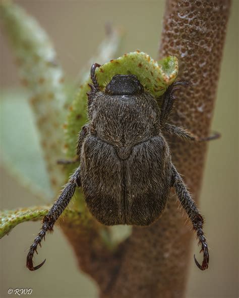 Hoplia Beetle Ryan Dobson Flickr