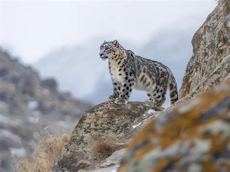 snow leopard  himalayan mountains premium ai generated image