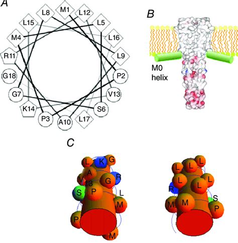 The Amphipathic M Helix As A Lipid Sensing Antenna A The Helical