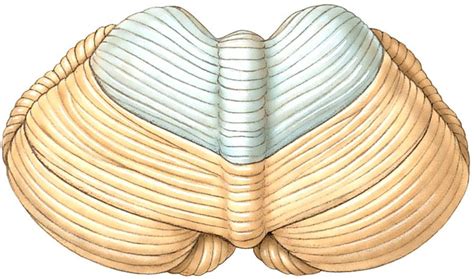 Cerebellum Posterior View Diagram Quizlet