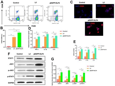 Effect Of Klf Overexpression On M Polarization Of Macrophages A B