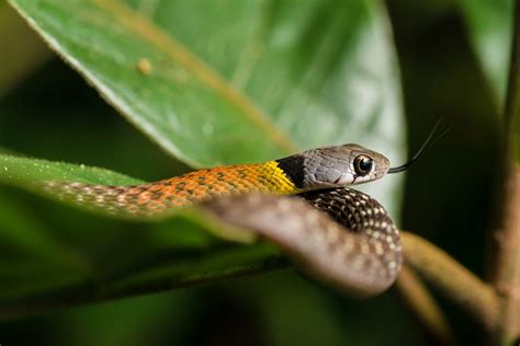 Fakta Ular Picung Ular Cantik Asal Indonesia