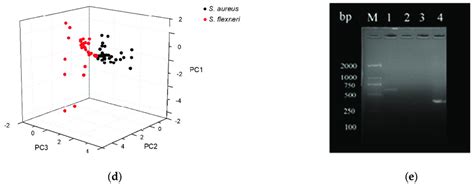 The Detection Of Two Pathogens Based On The Flexible Sers Platform And