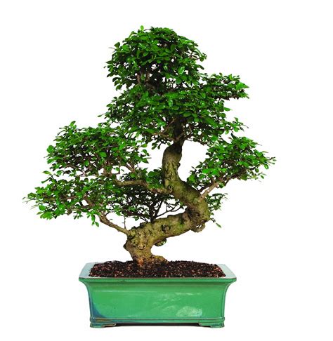 Fukien Tea Bonsai Tree Blooming White Flowers Ever Bonsai Tree