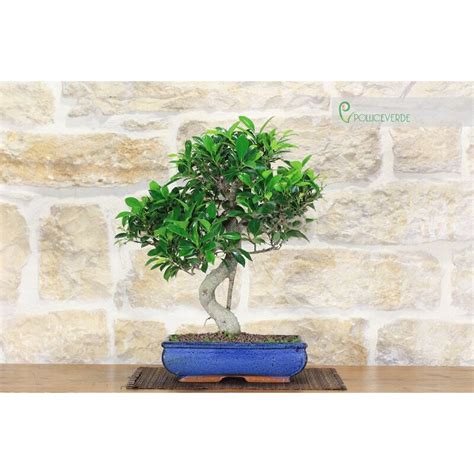 Bonsai Di Ficus Retusa Pollice Verde Portale Dell Albergatore