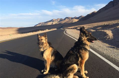 8 Best German Shepherd Rescues In Arizona AZ The Good German Shepherd