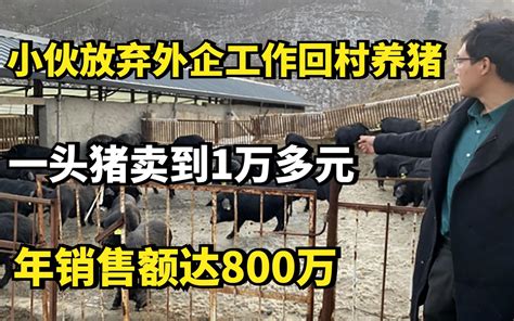 小伙放弃外企工作回村养猪，一头猪卖到1万多元，年销售额达800万 哔哩哔哩