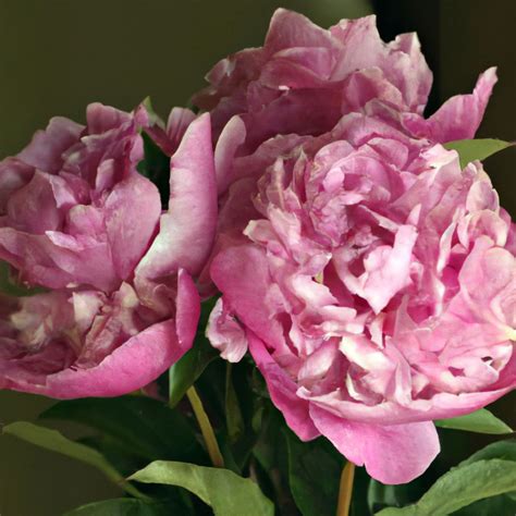 Riches Fame Peony Luxurious Blooms For A Touch Of Glamour The