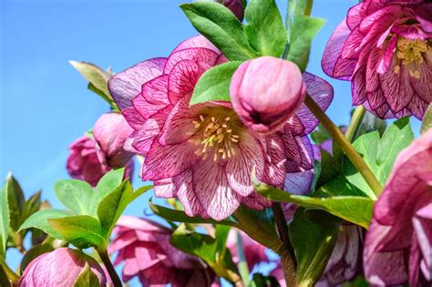 Les 5 plantes vivaces à fleurs incontournables pour un jardin