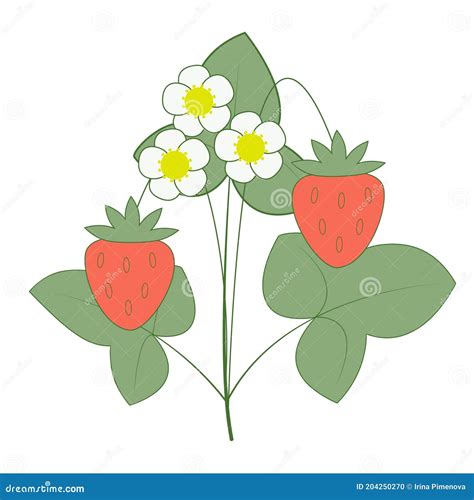 Arbusto De Fresas Con Bayas Y Flores Ilustración del Vector