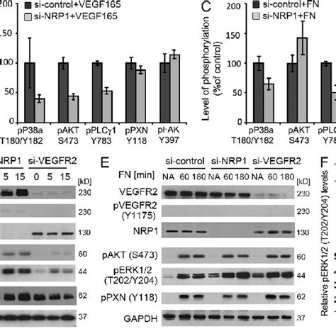 Nrp1 Transduces Ecm Signals Independently Of Vegf165 And Vegfr2 Ac