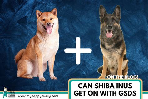 Can Shiba Inus Get Along With German Shepherds 5 Things To Know My