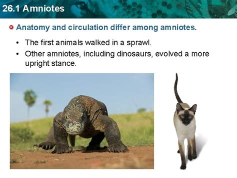 26 1 Amniotes Key Concept Reptiles Birds And