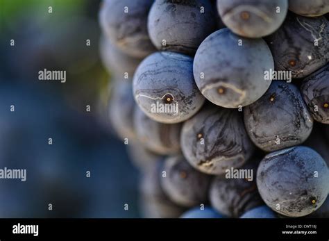 Red Grapes on the Vine Stock Photo - Alamy