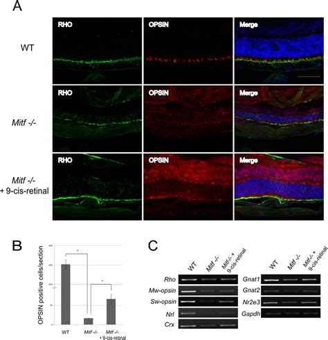 Photoreceptor Cells And Their Related Gene Expression Were Maintained