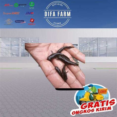 Jual Bibit Ikan Gabus Hidup Murah Berkualitas 100 Ekor Bonus Pelet 100