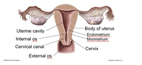 Intro To Gynecology Flashcards Quizlet