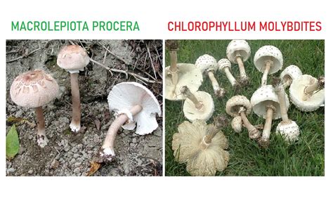 Grottaglie Corso Per Raccogliere I Funghi In Sicurezza