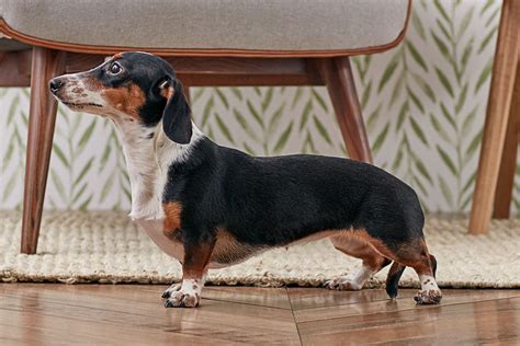Dachshund (Doxie): Dog Breed Characteristics & Care