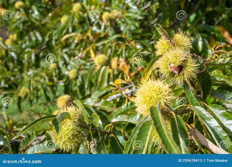 Sweet Chestnut Castanea Sativa Stock Image Image Of Flora Beautiful