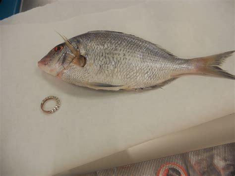 Ap Biology Project Tacy 2012 13 32scale From An Animal With A Two