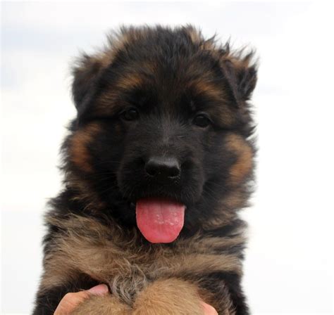 Chiot Elevage Des Trois Lieux Eleveur De Chiens Berger Allemand