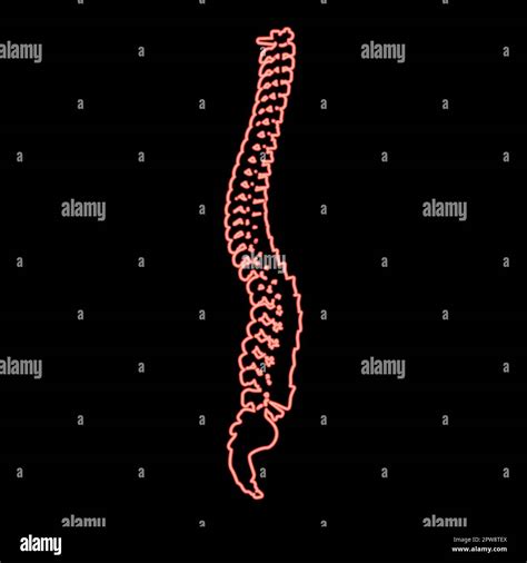 Neon Spinal Vertebral Column Spine Backbone Red Color Vector