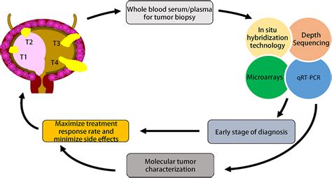 Differential Expression And Functions Of MiRNAs In Bladder Cancer