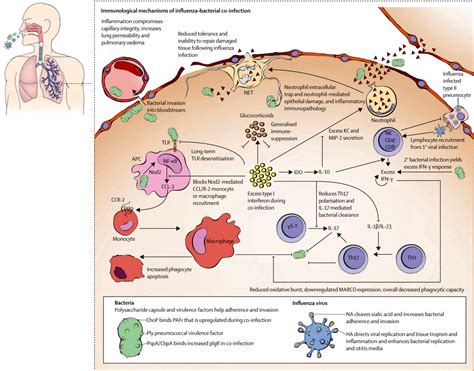 The Role Of Influenza In The Severity And Transmission Of Respiratory